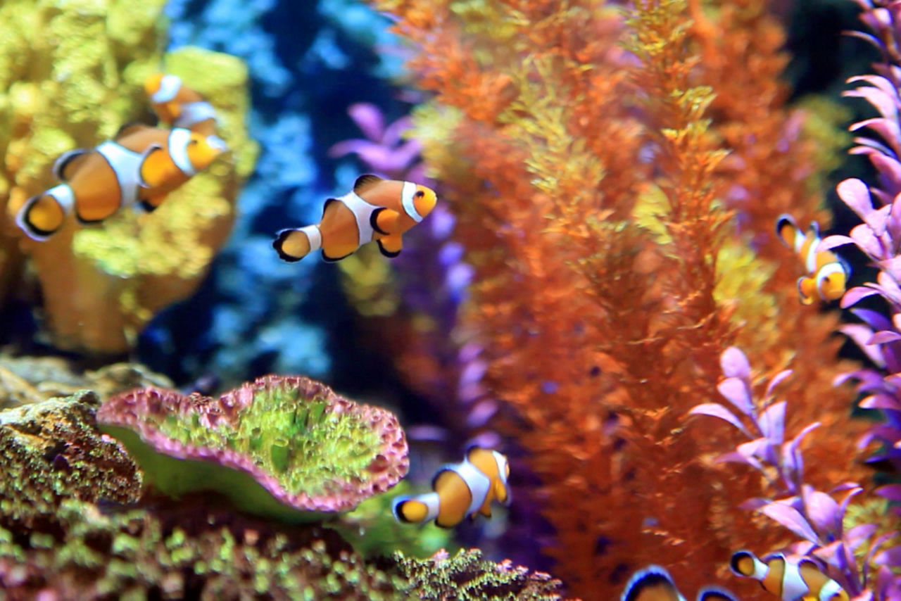coral reef perfect day at lelepa