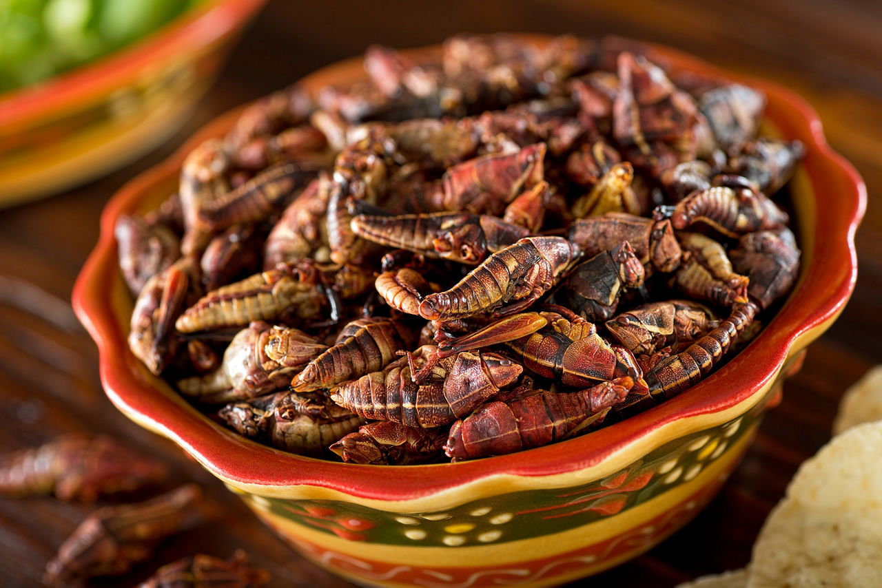 Bowl of Healthy Nutritious Mexican Grasshopper Chapulines, Mexico