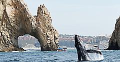 Whale watching on vacation in Cabo near the Arch. Mexico.