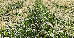Corn crop field in Guatemala