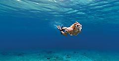 Mexico Cozumel Snorkeling Woman Underwater