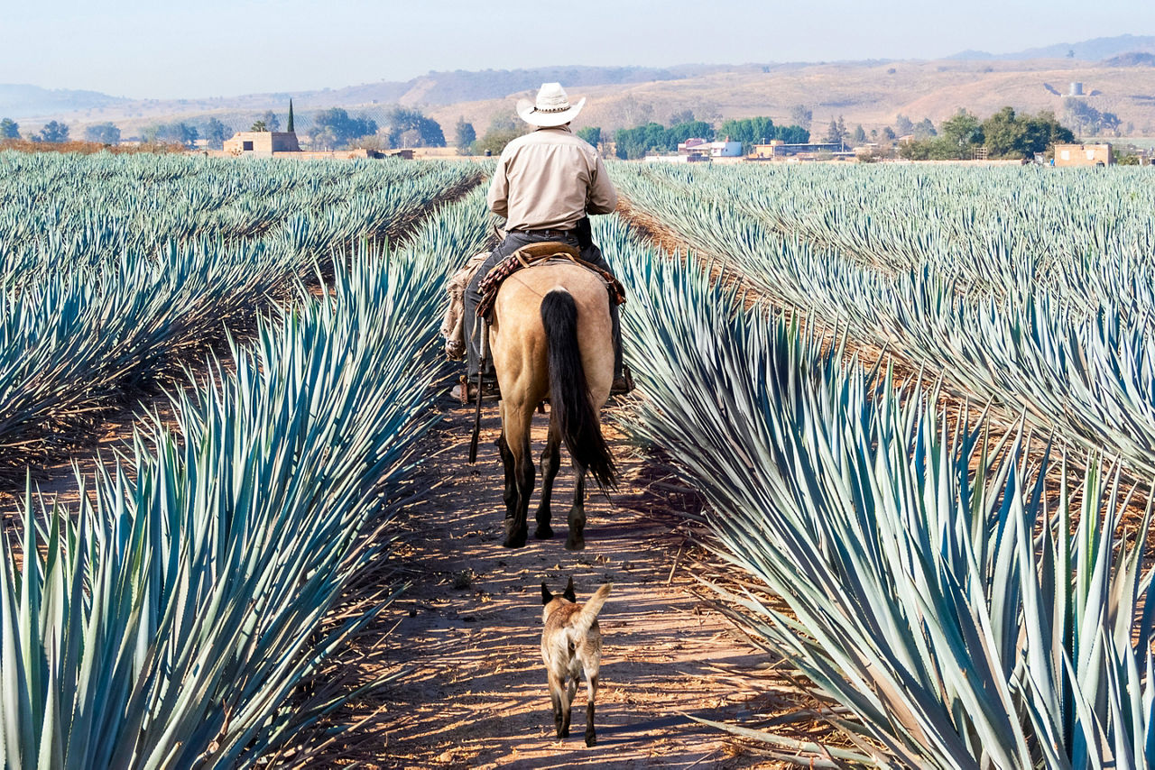 Farmer on his horse in agave field for Tequila. Mexico.