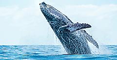 Humpback Whale Breaching on Pacific Ocean, Cabo San Lucas, Mexico 