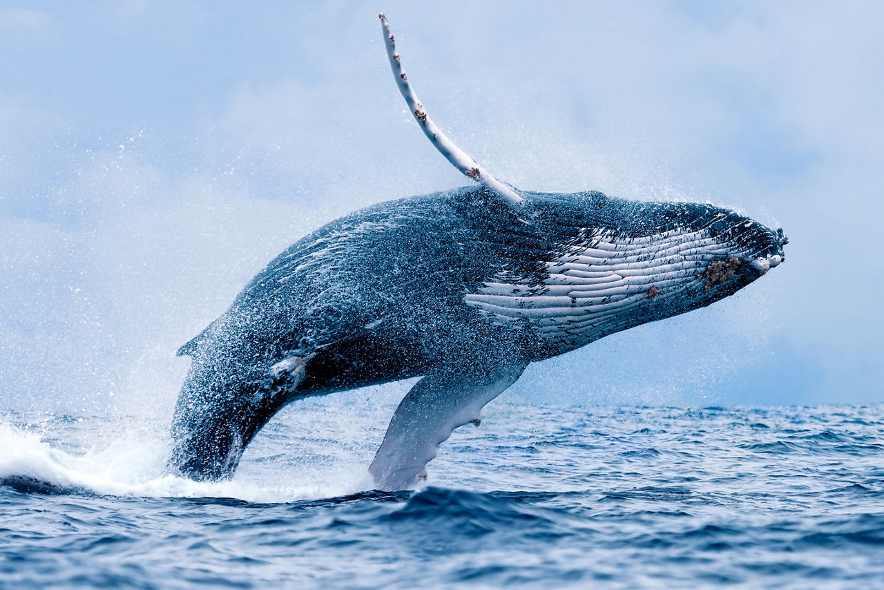 Humpback Whale Jumping out of Water, Cabo San Lucas, Mexico