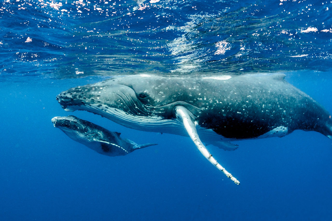Humpback Whales Pacific Ocean, Cabo San Lucas, Mexico