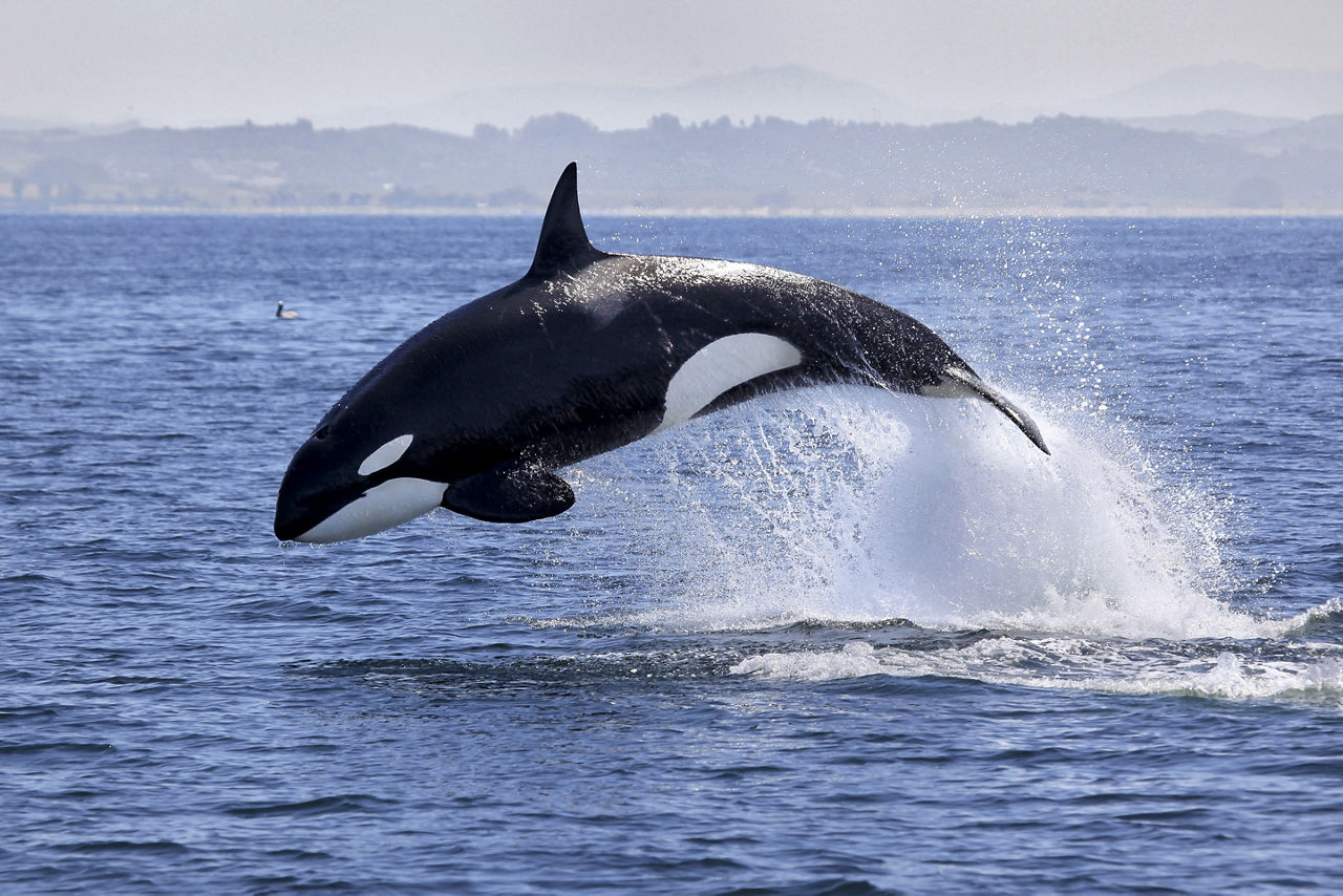 Killer Whale Jumping Out of the Ocean,  Cabo San Lucas, Mexico