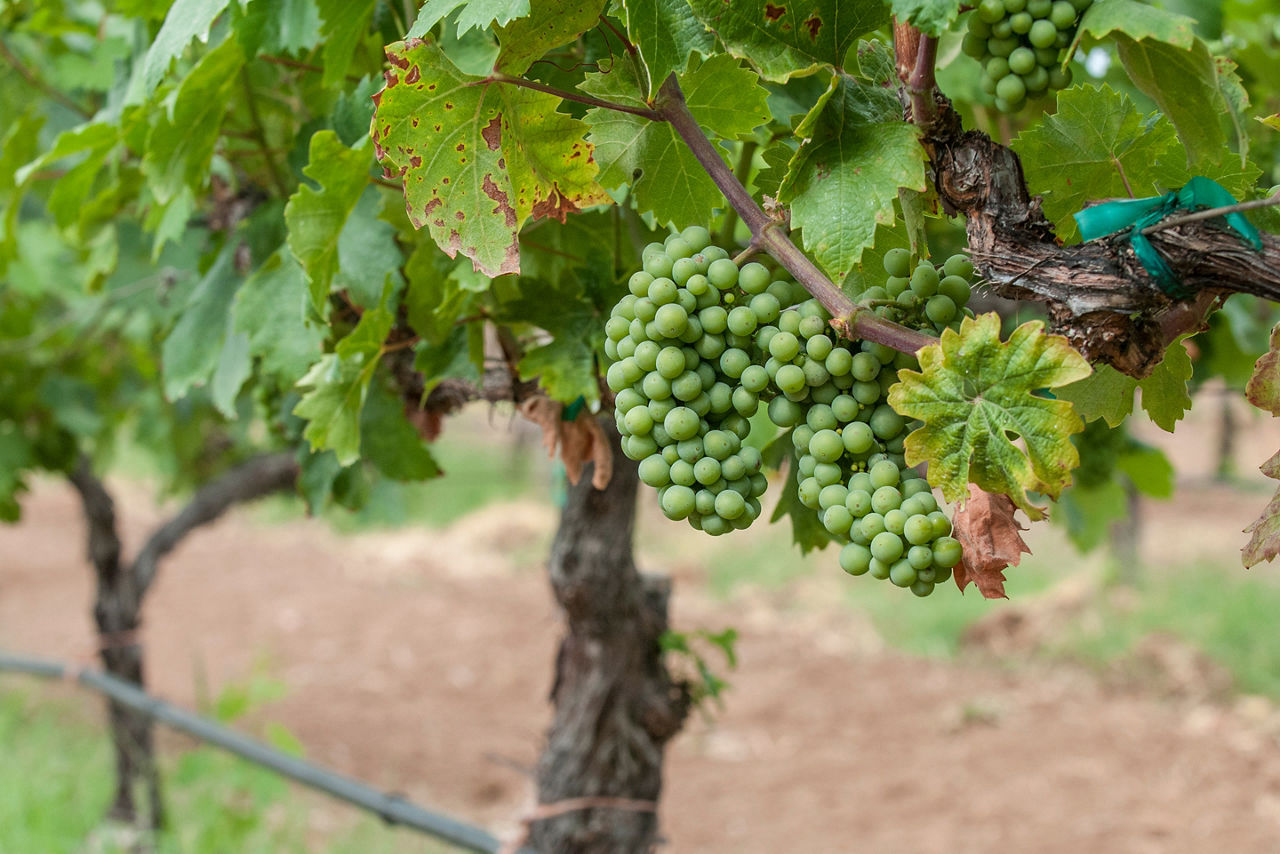 Winery Grapes Growing in the Vineyard,  Ensenada, Mexico
