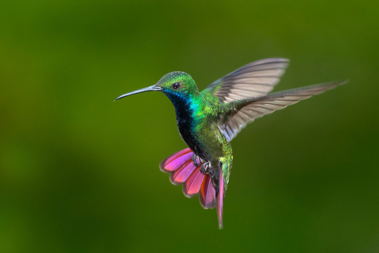 Mexico’s Legend of Hummingbirds Carry Dreams, Hopes, and Wishes - Yucatán, Mexico
