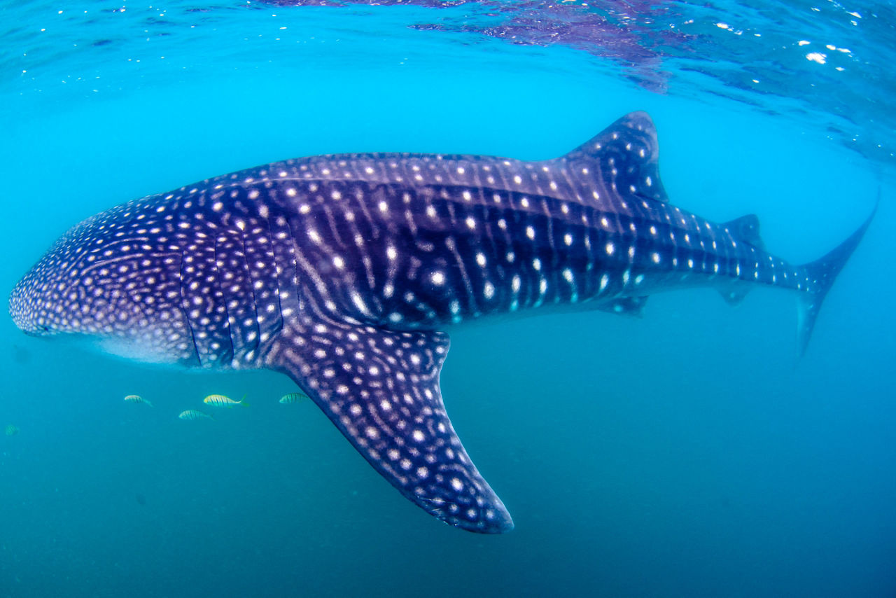 Whale Shark Underwater, Cabo San Lucas, Mexico 