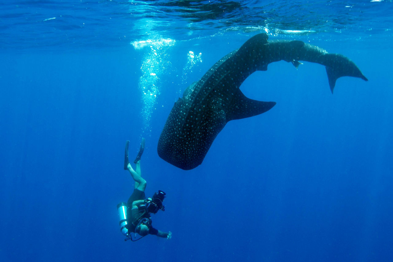 Take Photos of Whale Sharks Swimming in Mexico
