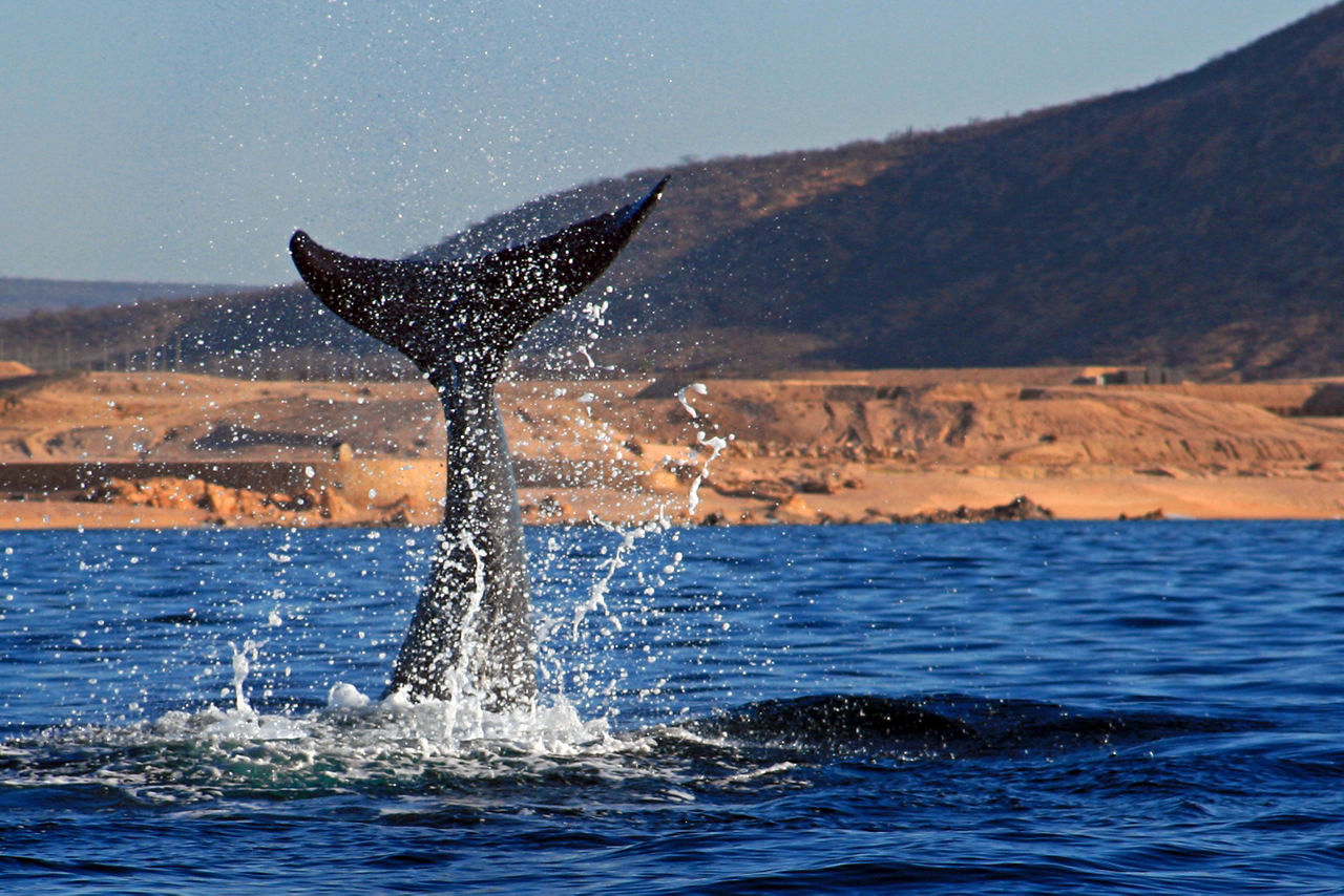 Whale Watching in the Sea of Cortes. Cabo San Lucas, Mexico.