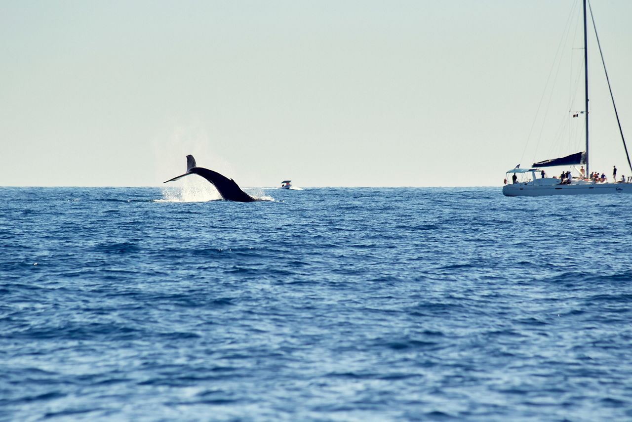 Whales in Pacific Ocean near Cabo San Lucas, Mexico