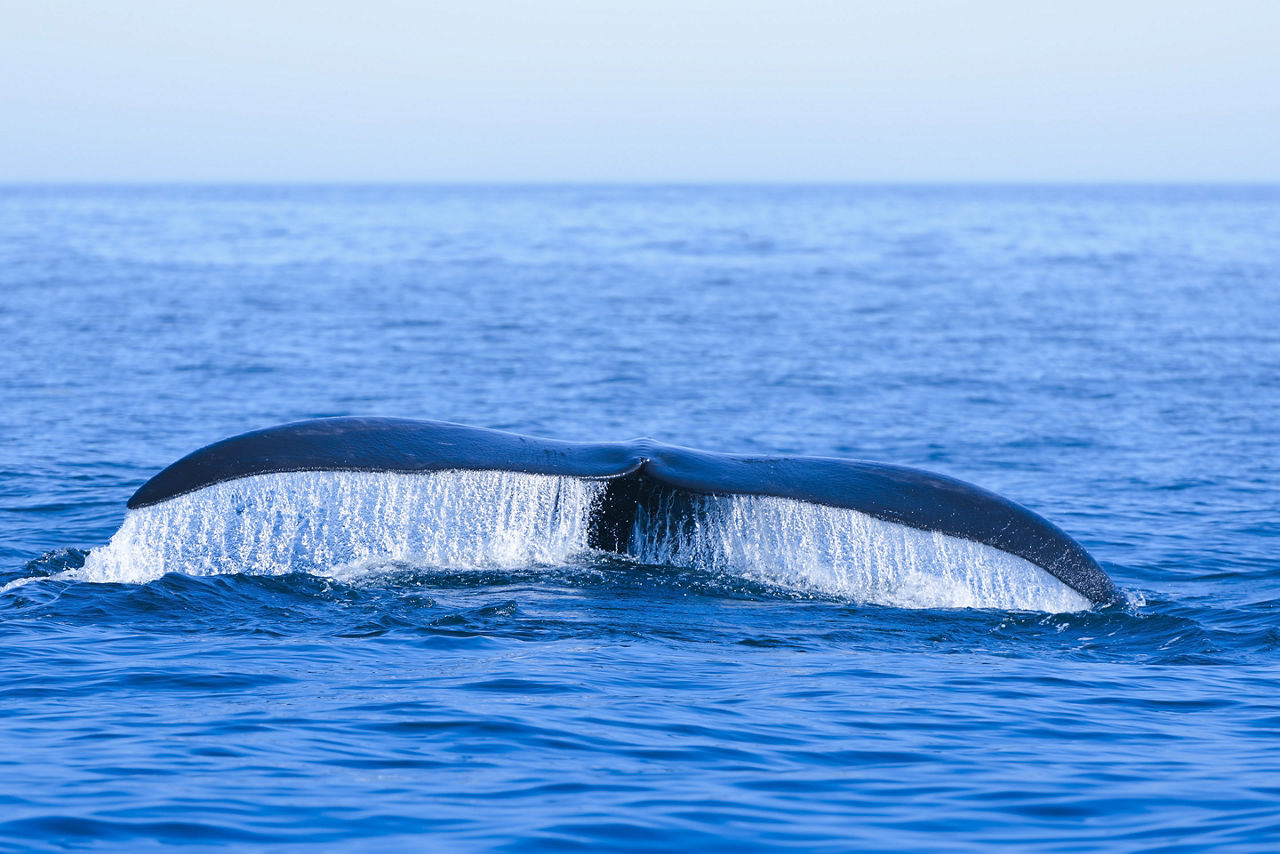 Nova Scotia Halifax Whale Tail