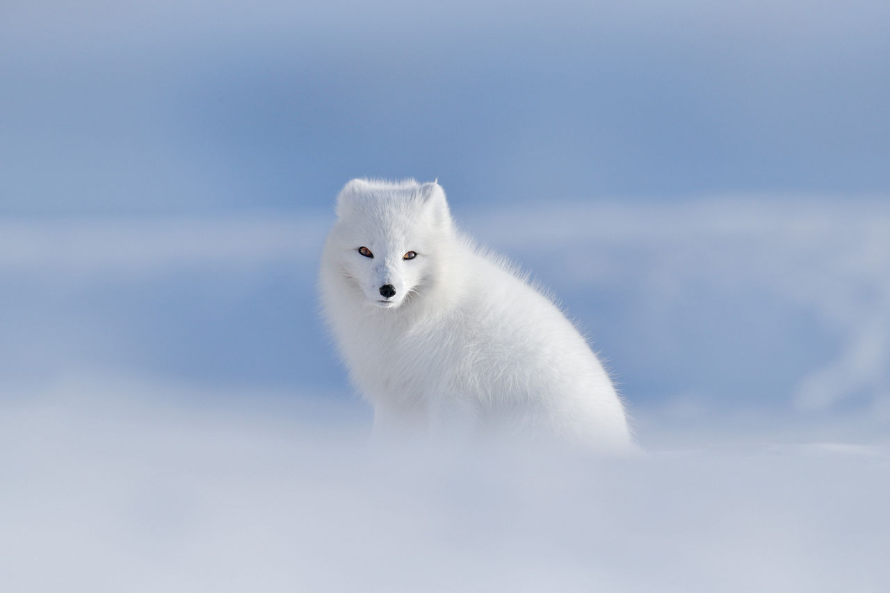 Arctic Fox on Ice