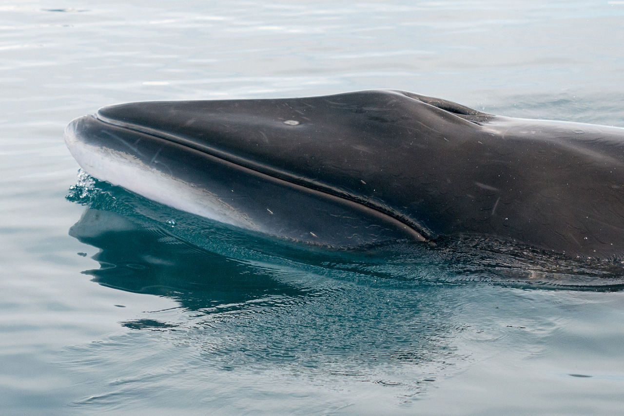 Norway Mink Whale