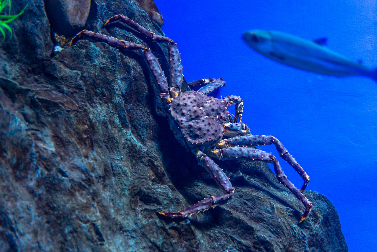 King Crab Underwater