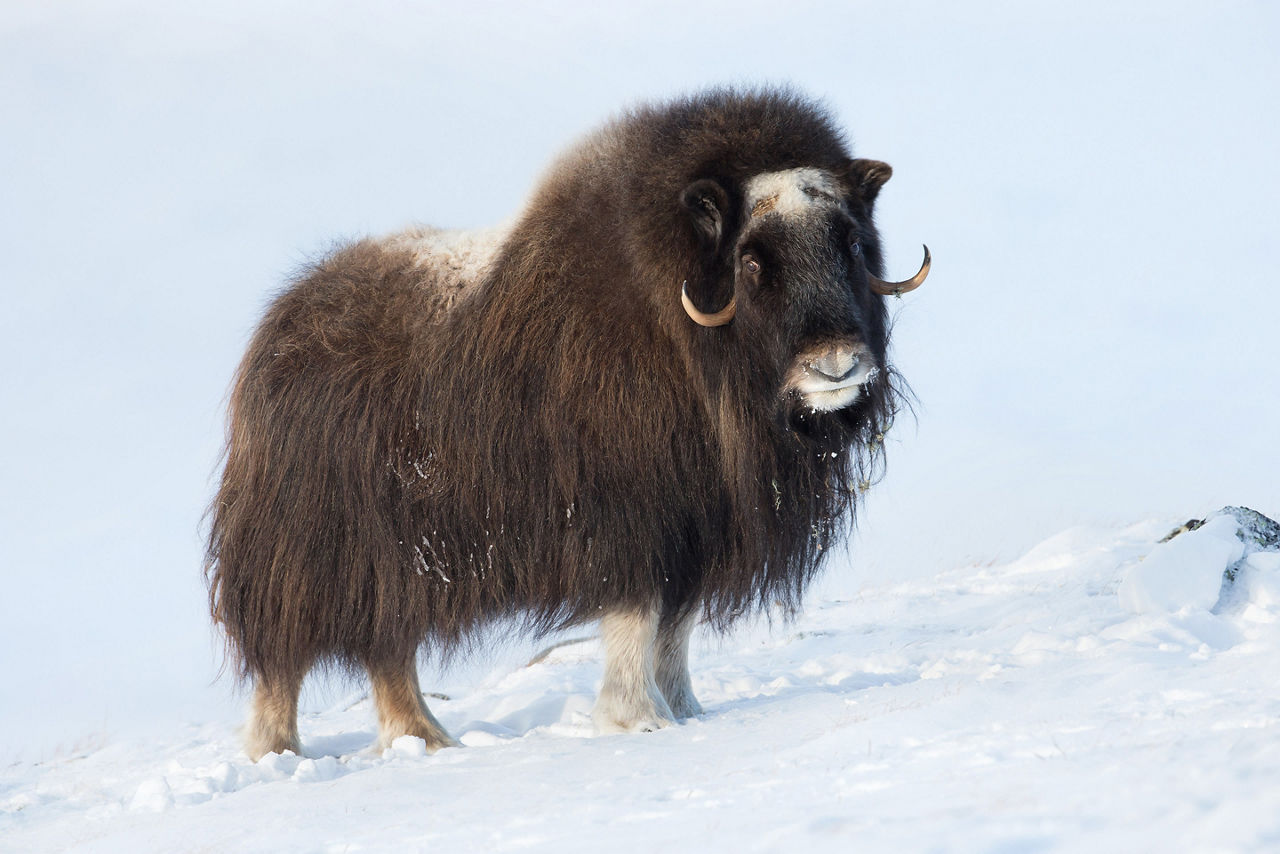 Musk Oxen on Ice