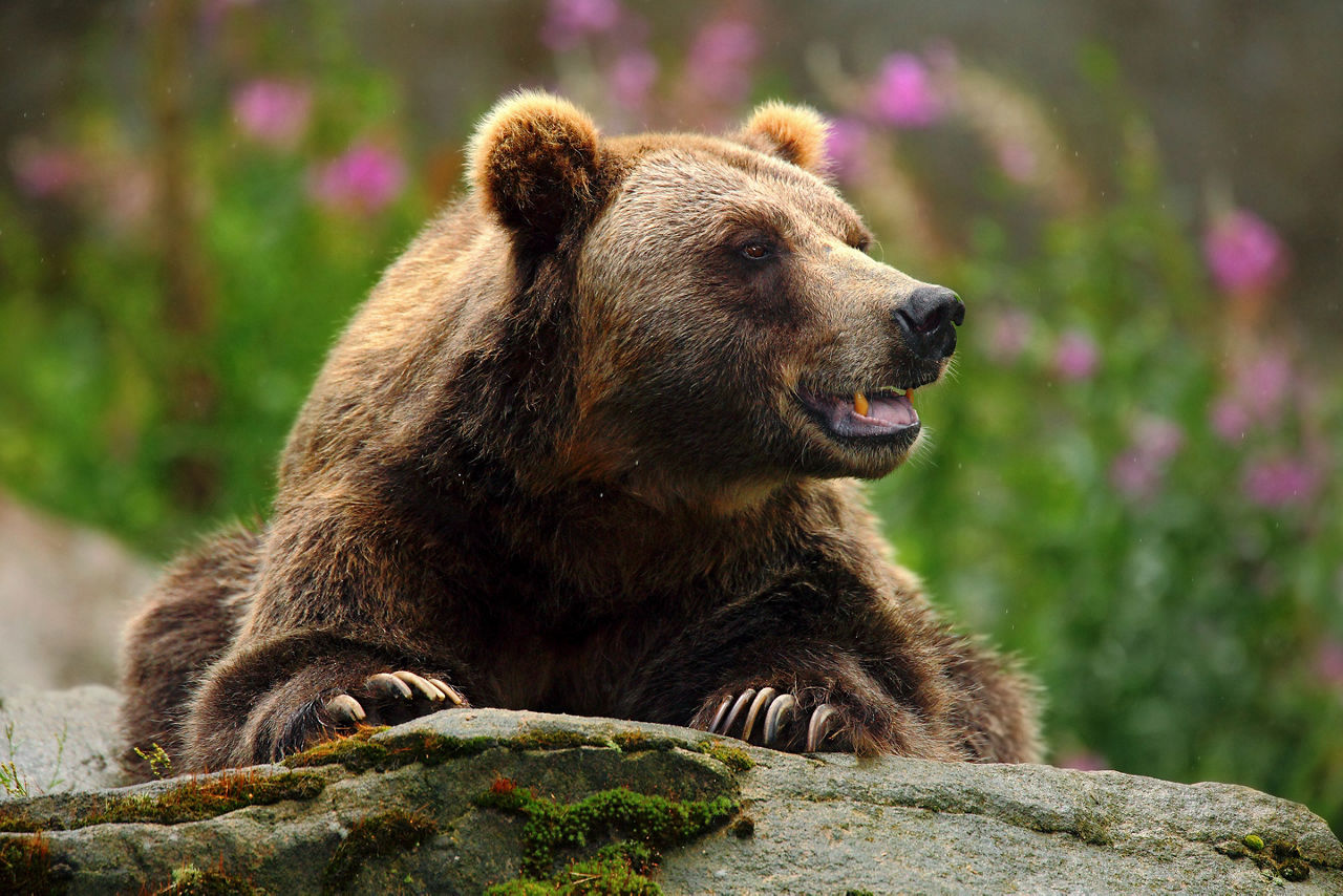 Norway Brown Bear