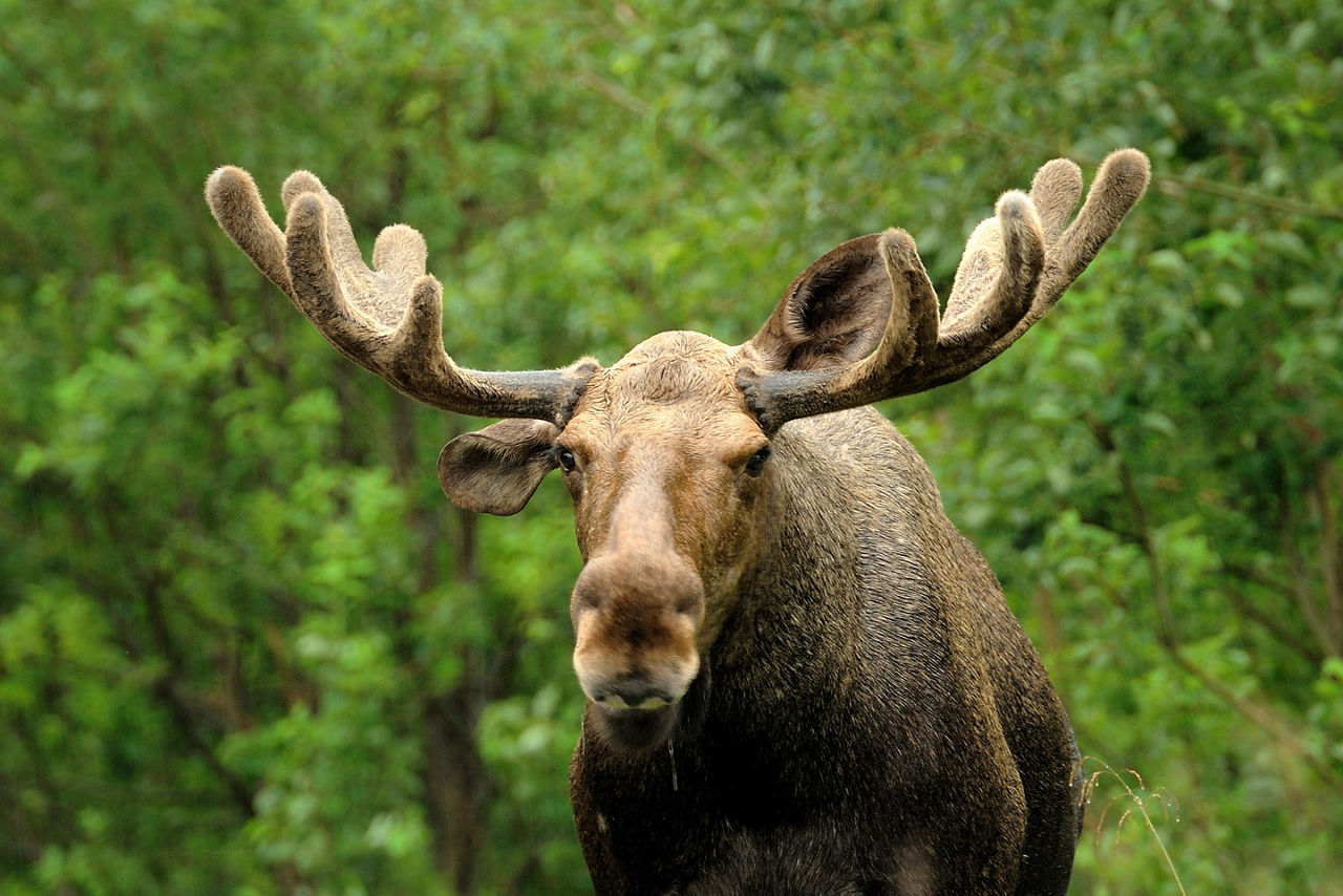 Norway Moose in the Forest