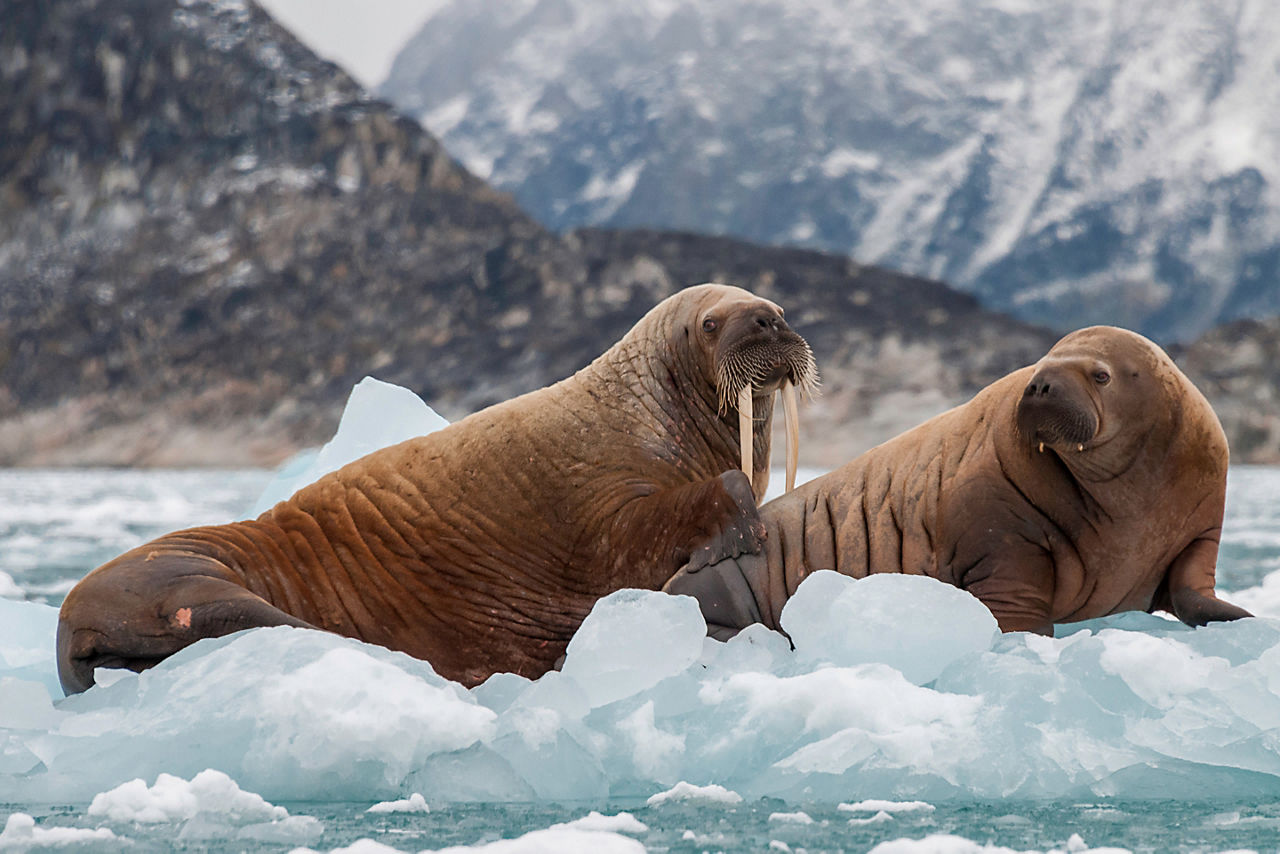 Two Walrus on Ice