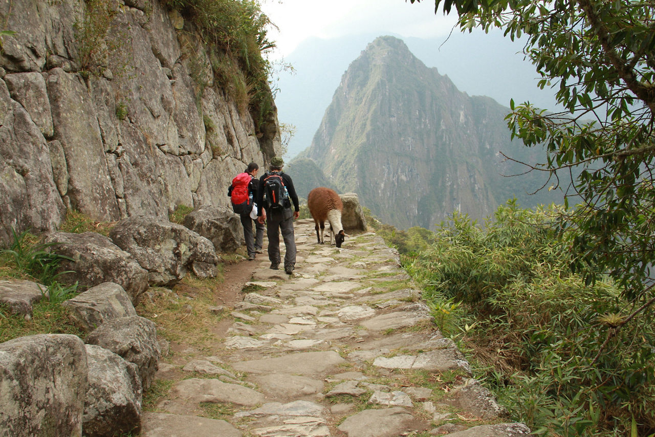 Hiking the Inca Trail to Machu Picchu with Llamas in Peru