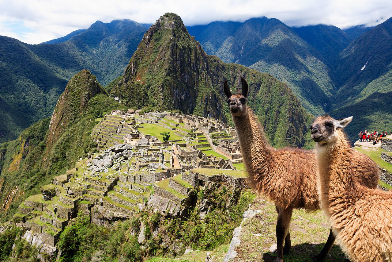Llamas for hiking with at Machu Picchu, Peru. South America.