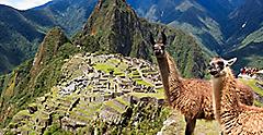 Llamas for hiking with at Machu Picchu, Peru. South America.