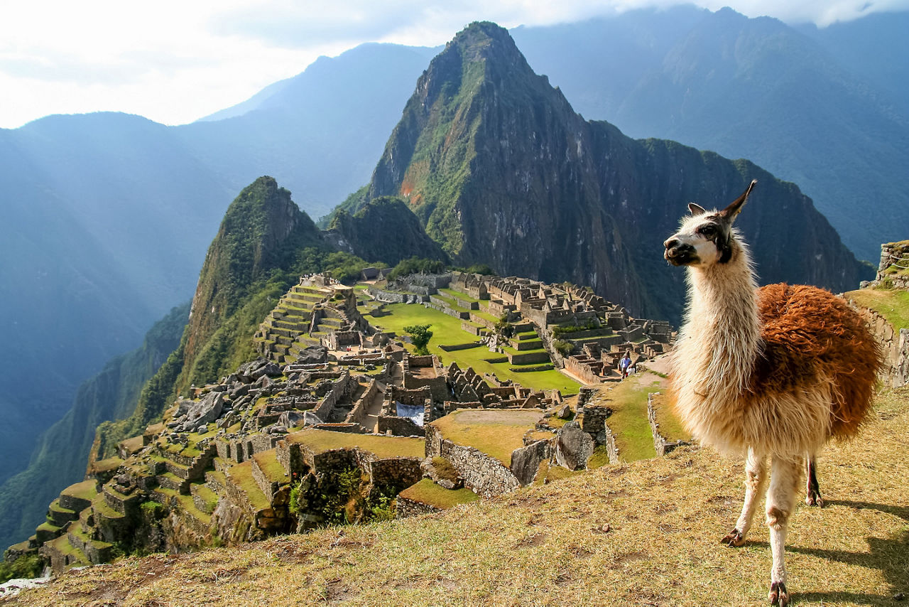 Llamas in the Mountains of Machu Picchu, Peru