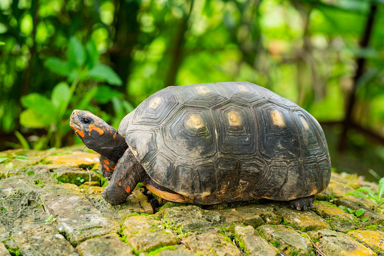 Barbados Wildlife Turtle Forest
