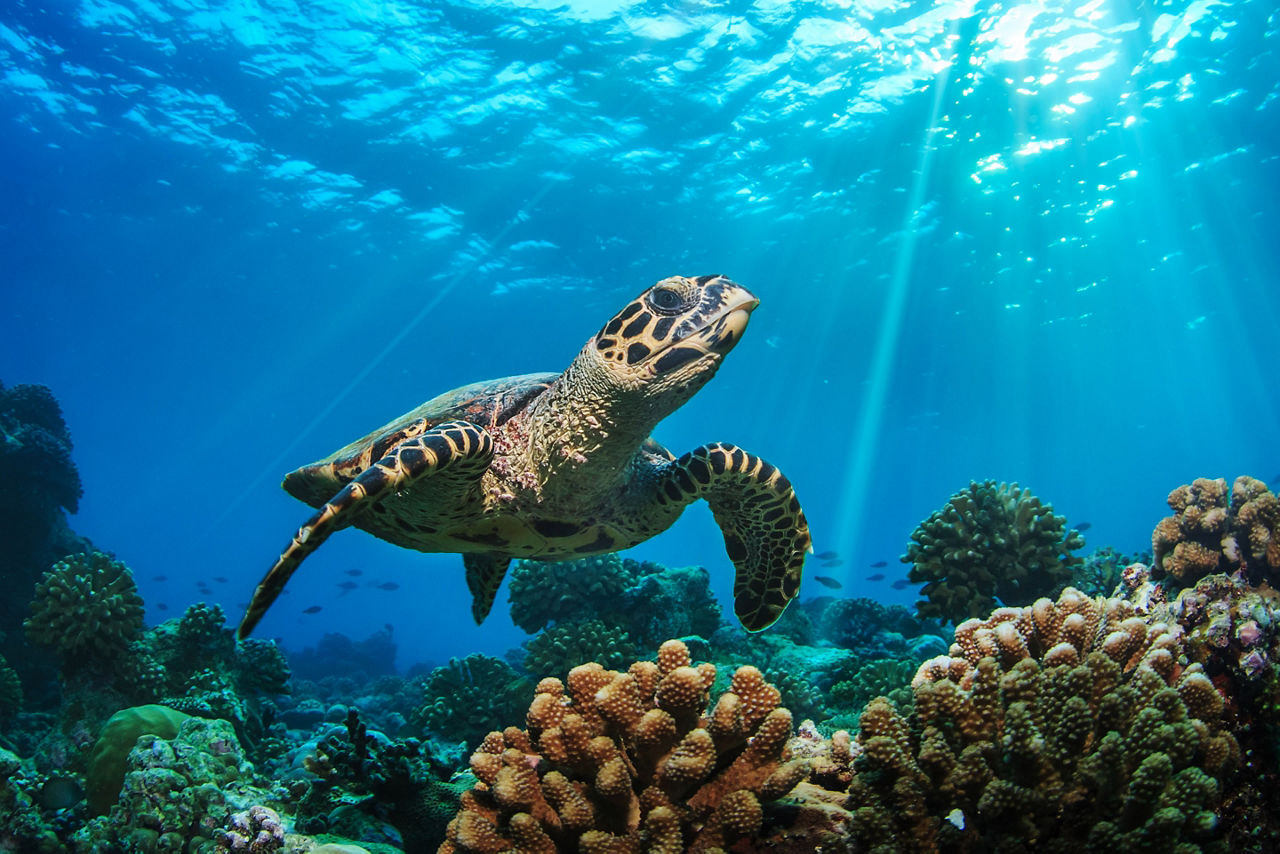 Beautiful Sea Turtle Underwater