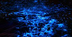 Bioluminescence Ocean Tide Night