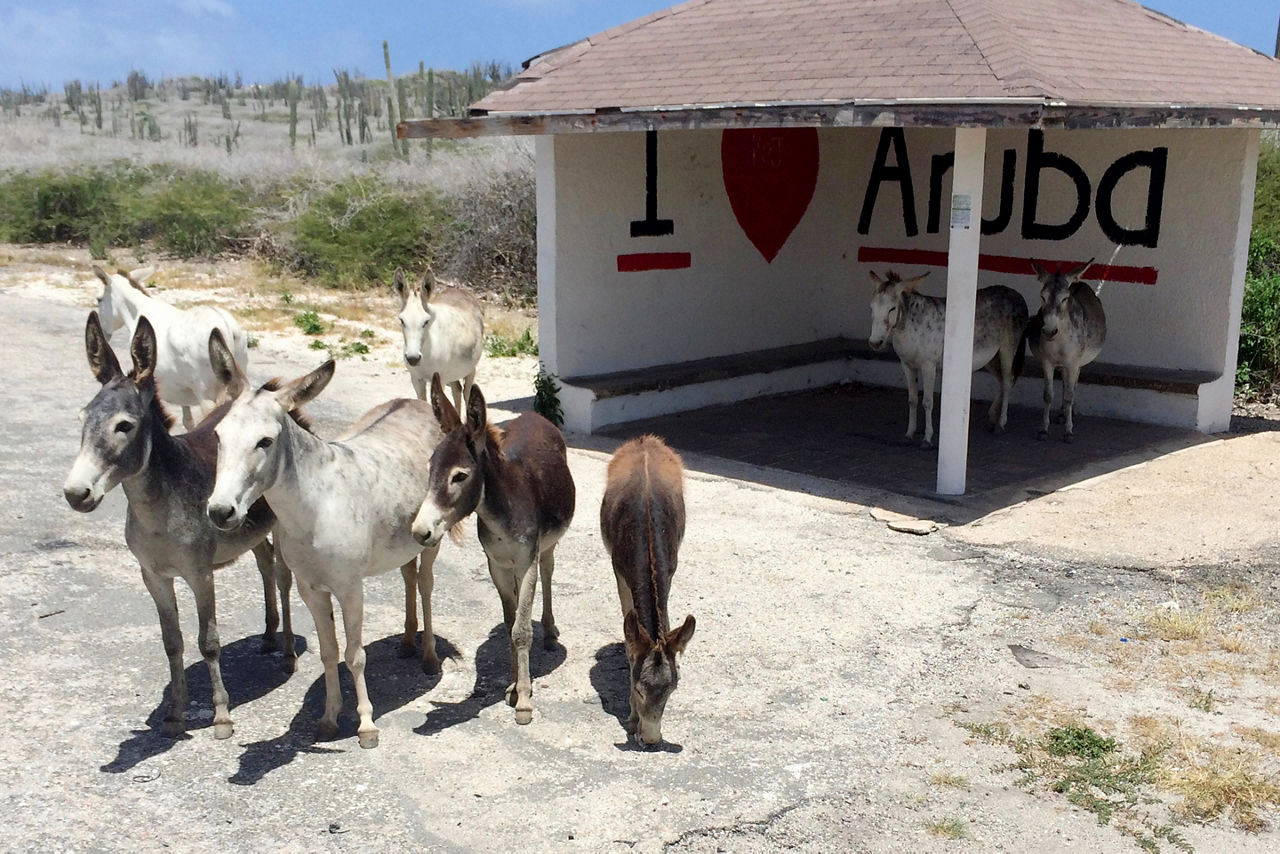 Visiting a drove of donkeys on a beach in Aruba. The Caribbean.