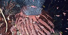 Live Coral Spawning