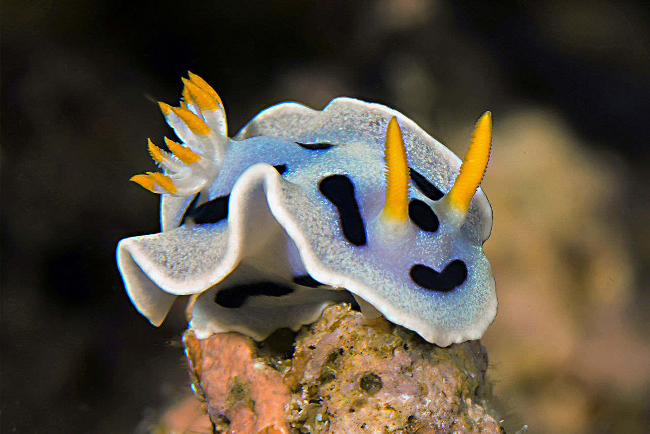 Nudibranch, shellless sea slug