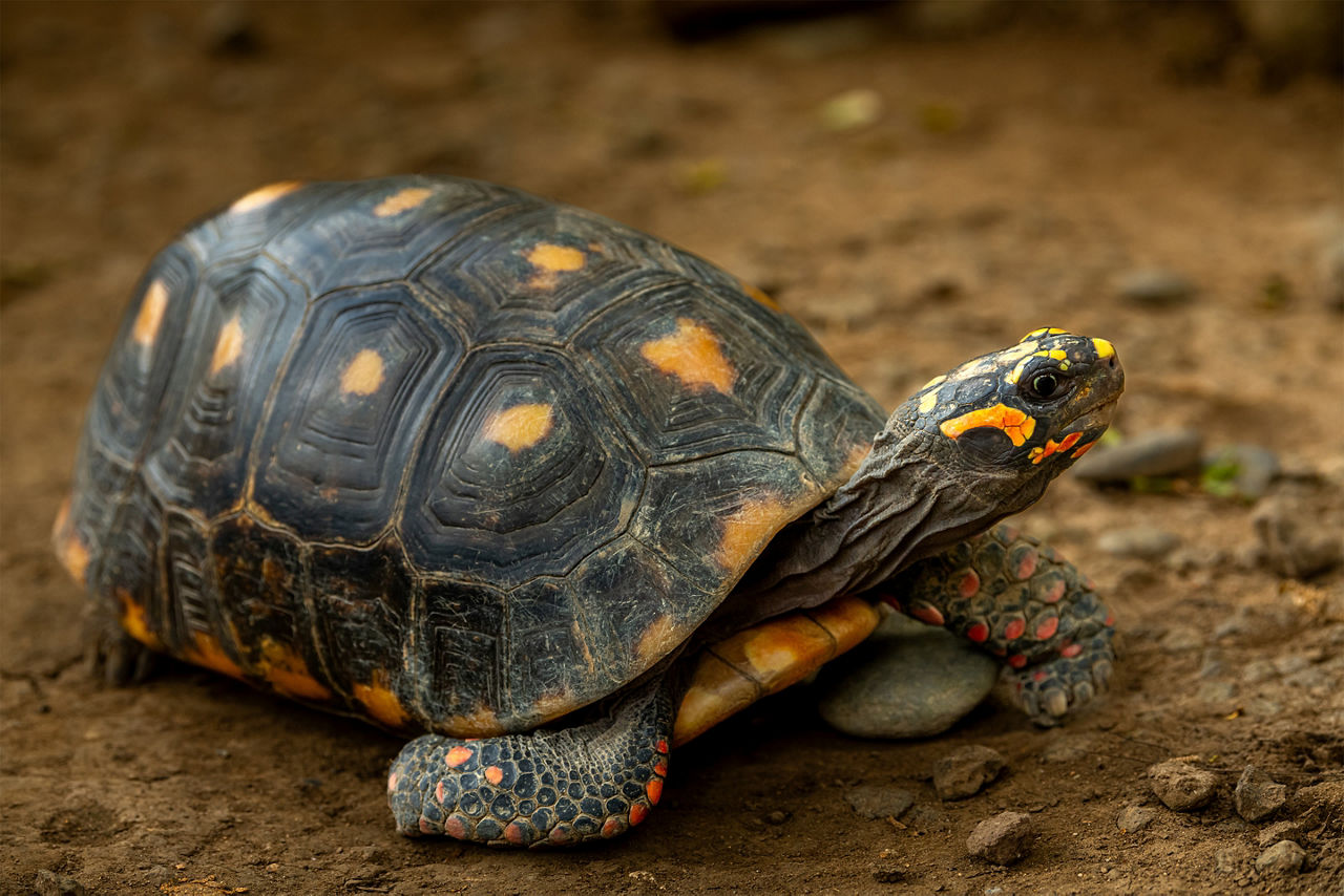 Red-footed tortoise