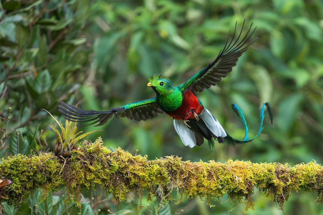 Male Resplendent Quetzal
