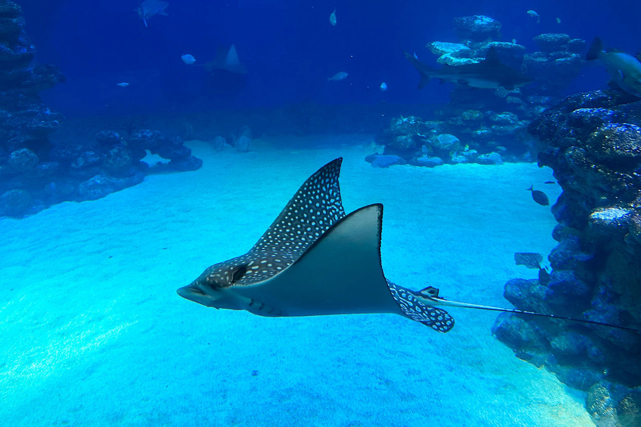 Spotted eagle ray
