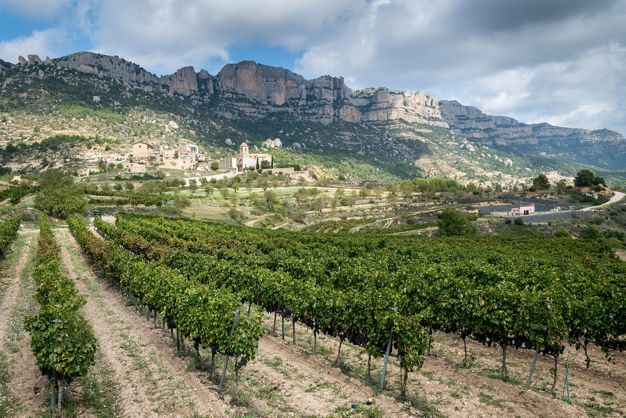 Vineyards at La Morera de Montsant. Spain.