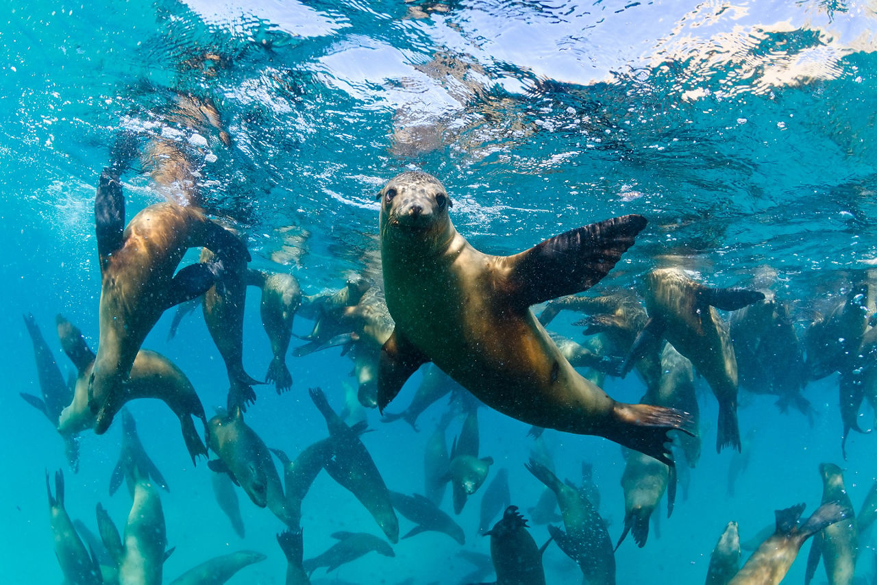 Snorkel with sea lions to admire their underwater acrobatics.