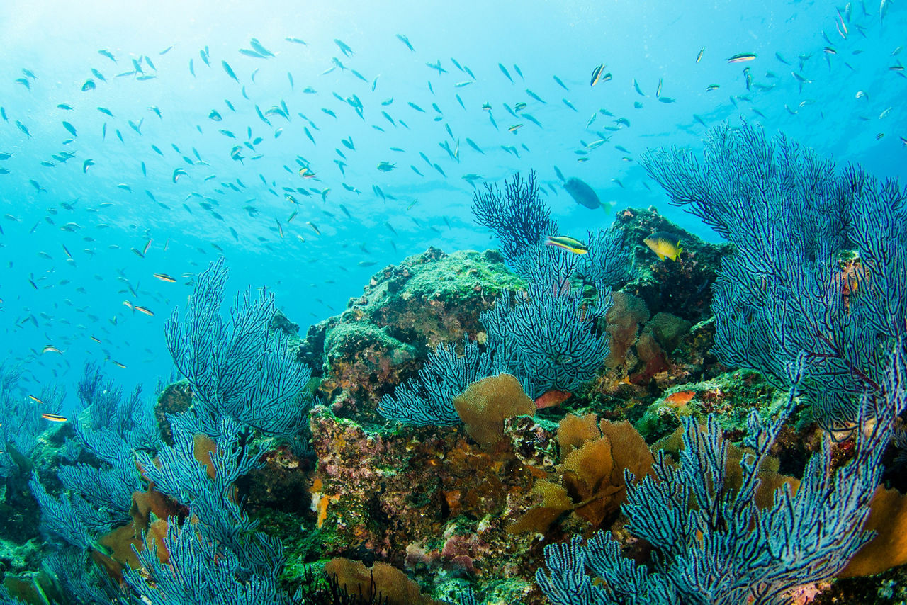 Where desert meets the sea, the waters off Cabo Pulmo National Park are teeming with reef life.