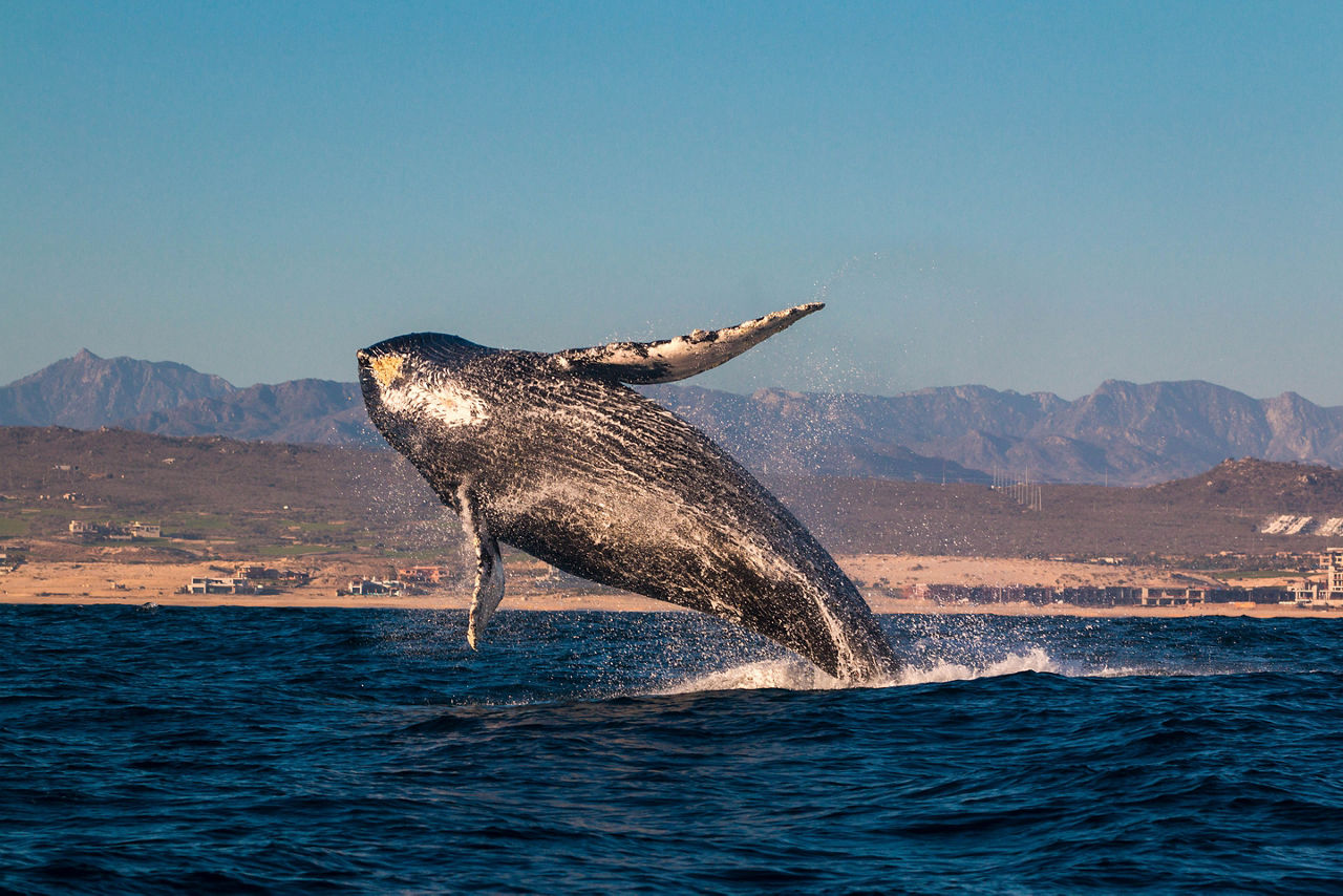 A humpback whale breaching in the waters off Baja California.