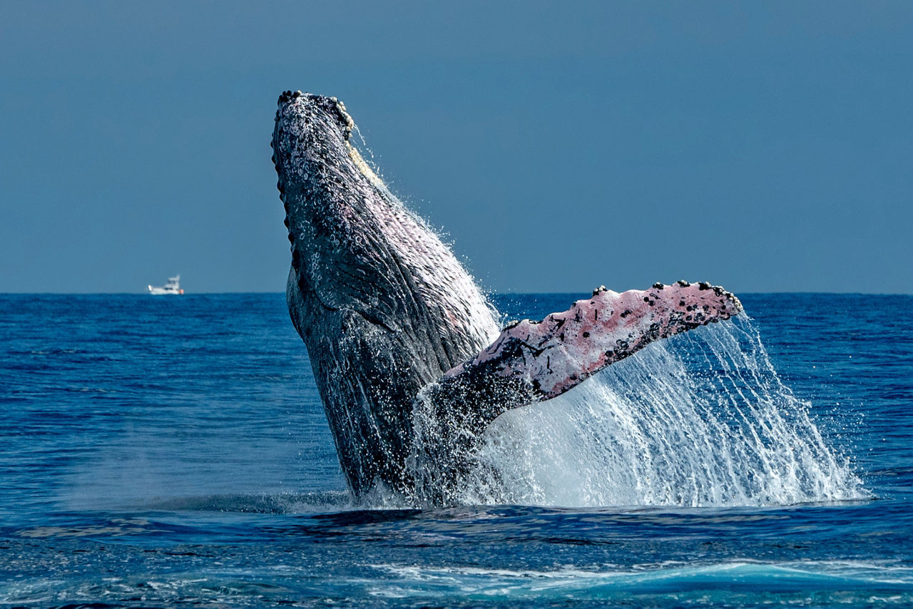 Humpback whale breaching on pacific ocean background in Cabo San Lucas, Mexico