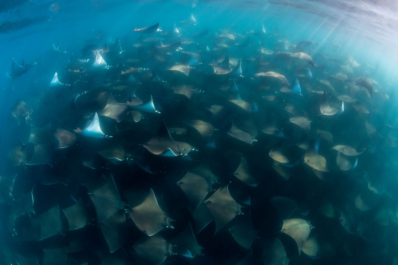 Schools of hundreds of Mobula rays cruise through the waters of Cabo San Lucas.