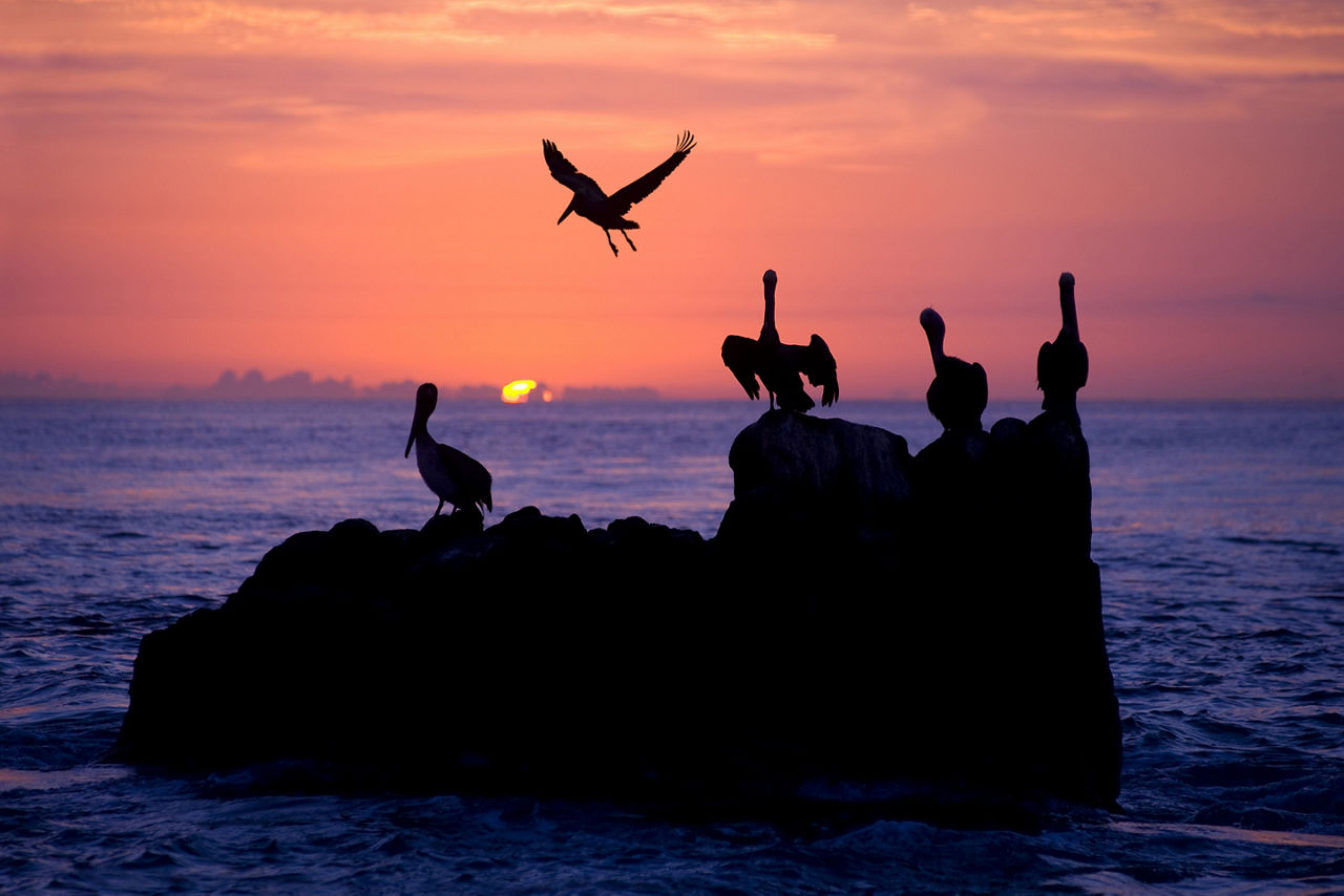 Pelican rest in sunset in the pacific ocean off of Cabo San Lucas