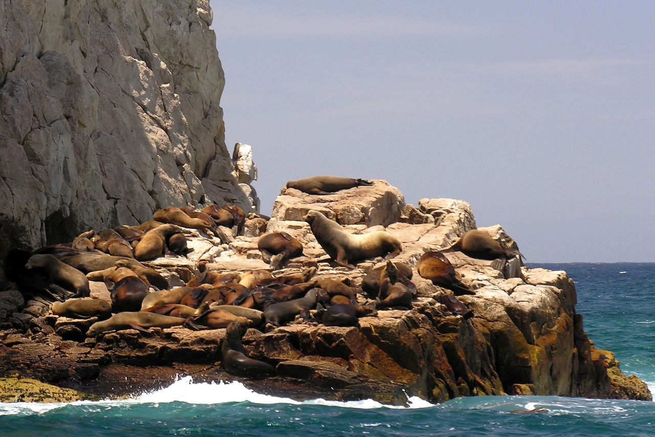 Sea lions sunbathing on the warm rocks found on Land's End.