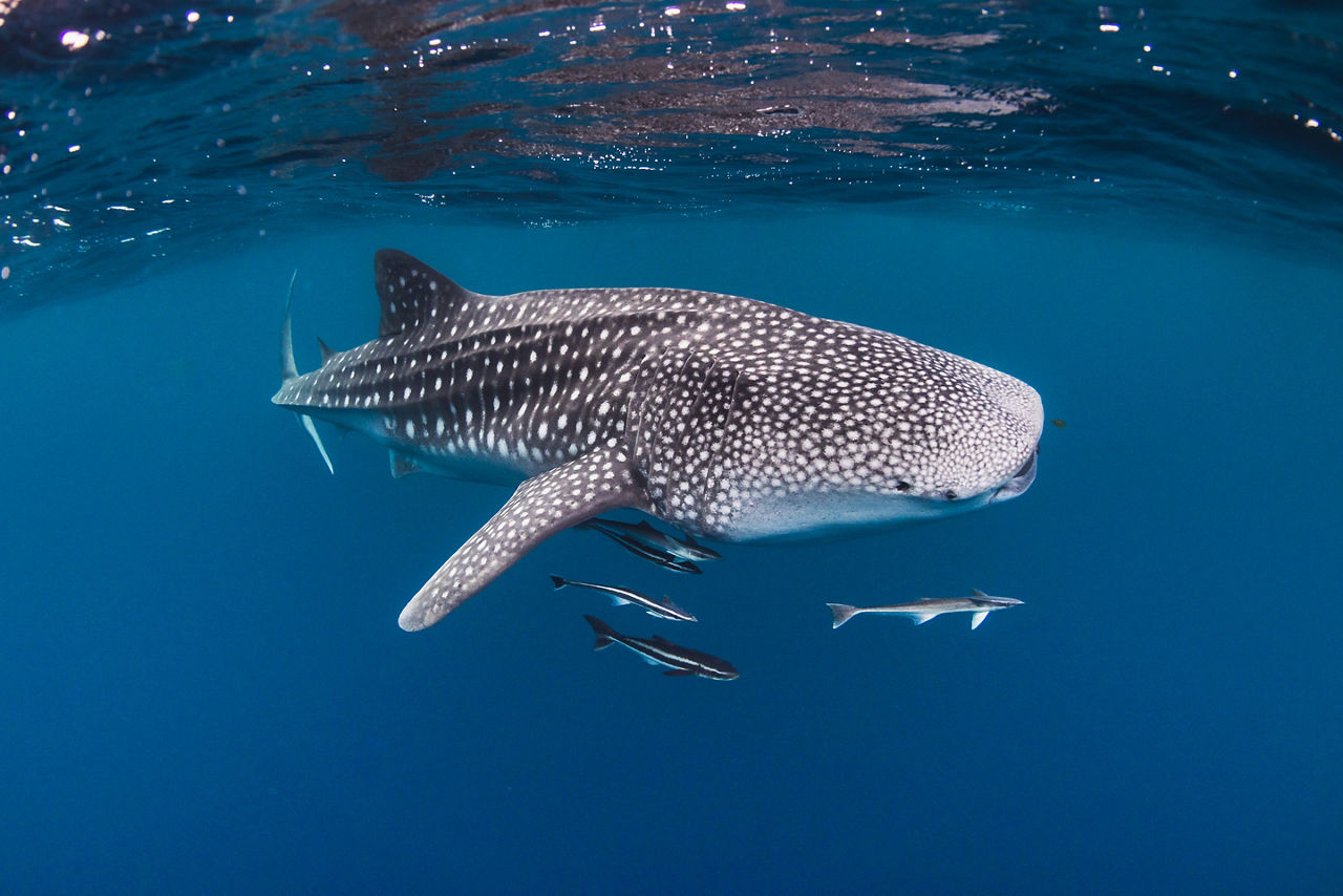 The clear waters of La Paz are home to spectacular whale sharks.