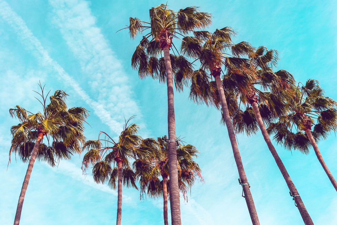 West Coast California Palm Trees