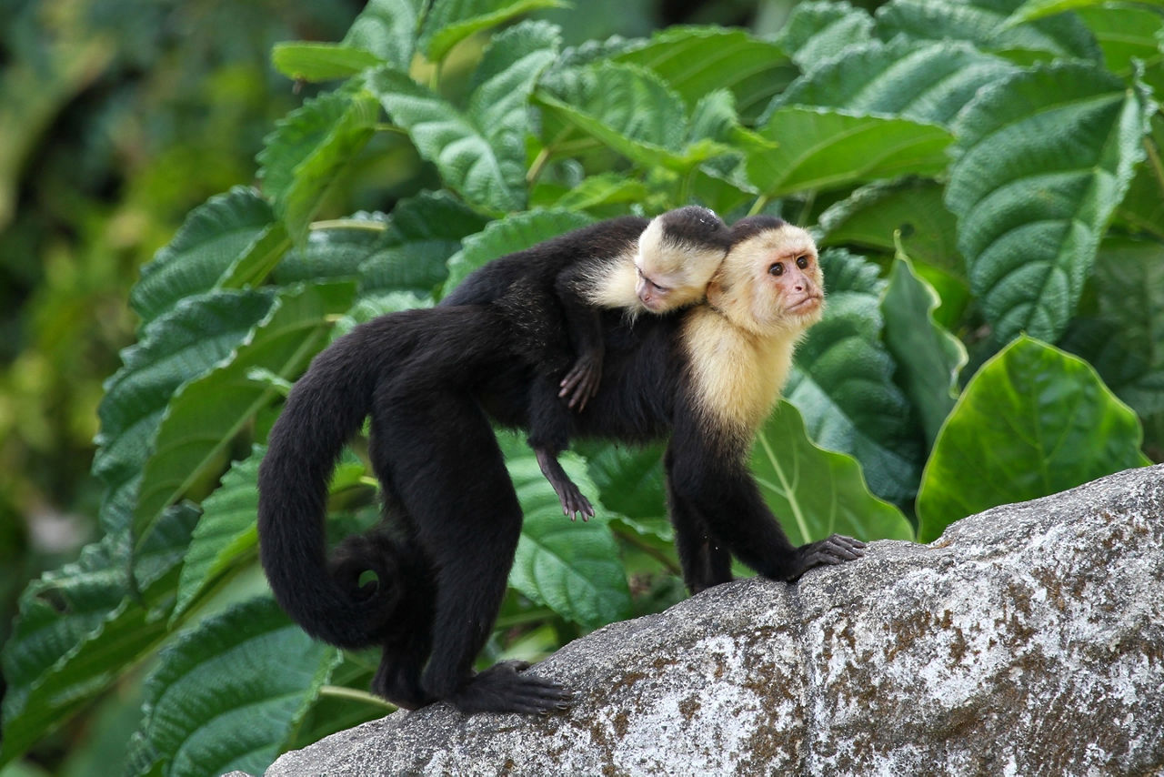 See white faced monkeys scamper around Nauyaca Waterfall Nature Park.