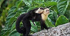 See white faced monkeys scamper around Nauyaca Waterfall Nature Park.