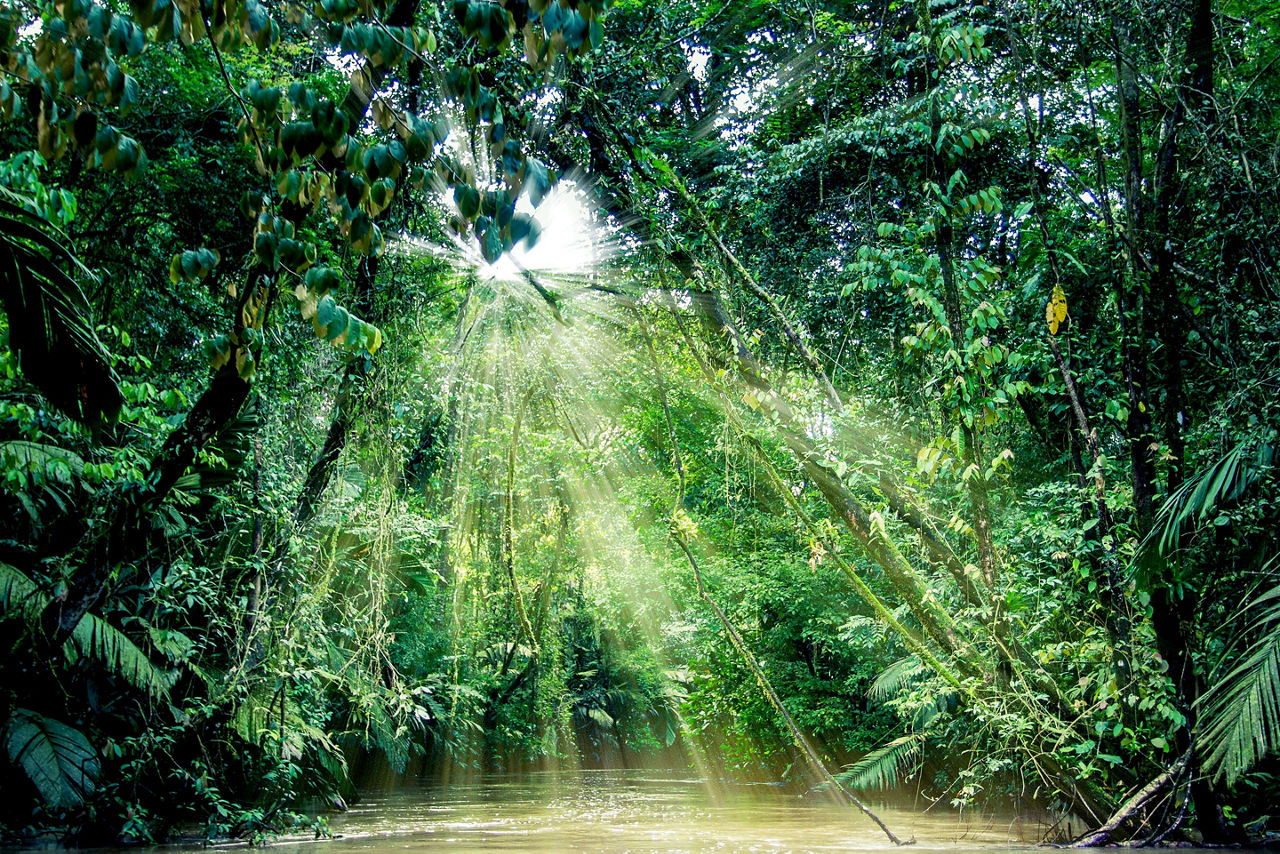 Costa Rica Puerto Limon Rainforest